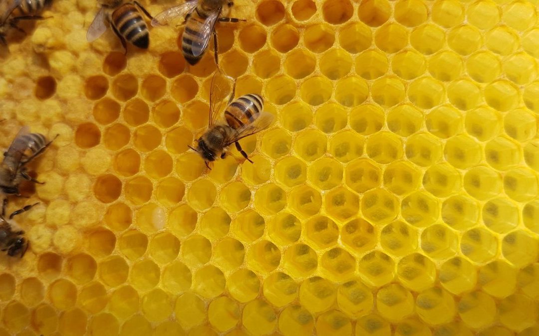 Des ruches connectées au Lycée